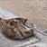 Eurasian Woodcock